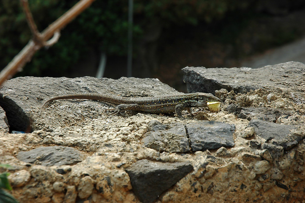 tenerife-2012-029.jpg