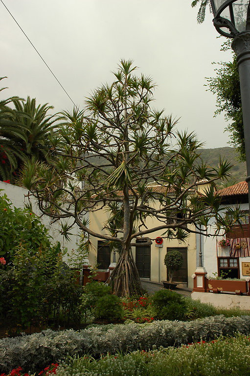 tenerife-2012-037.jpg