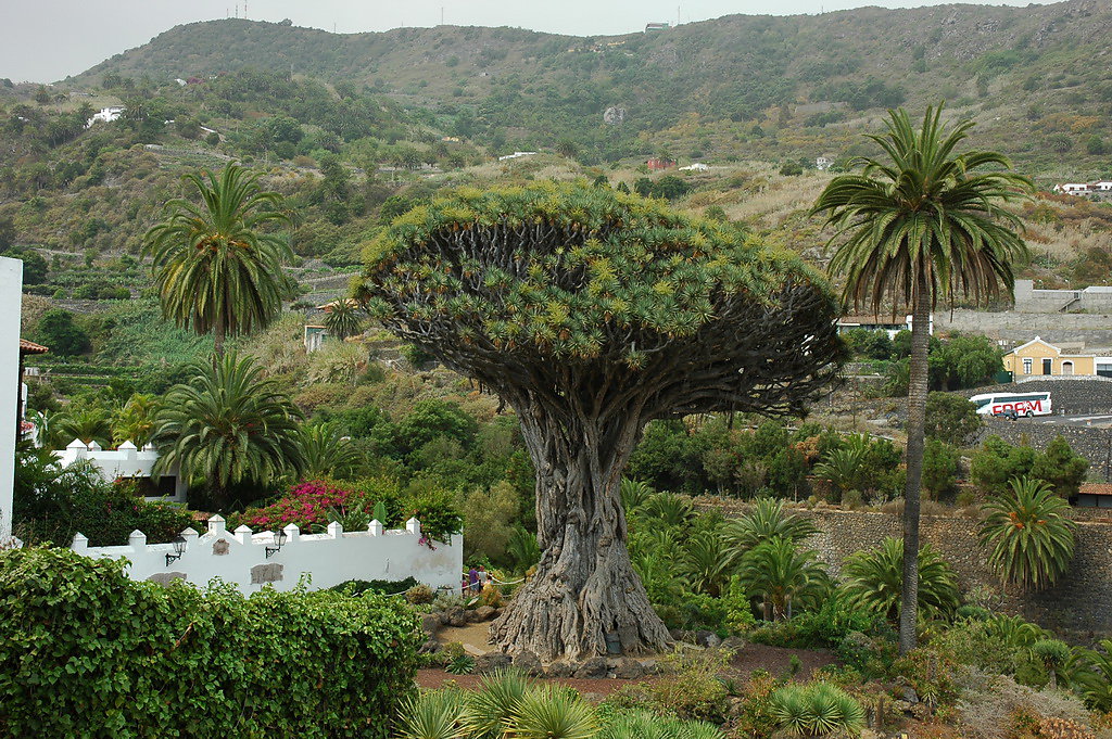 tenerife-2012-038.jpg