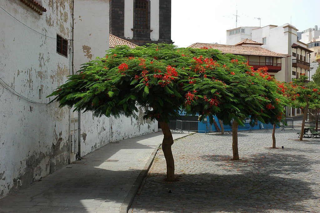 tenerife-2012-117.jpg