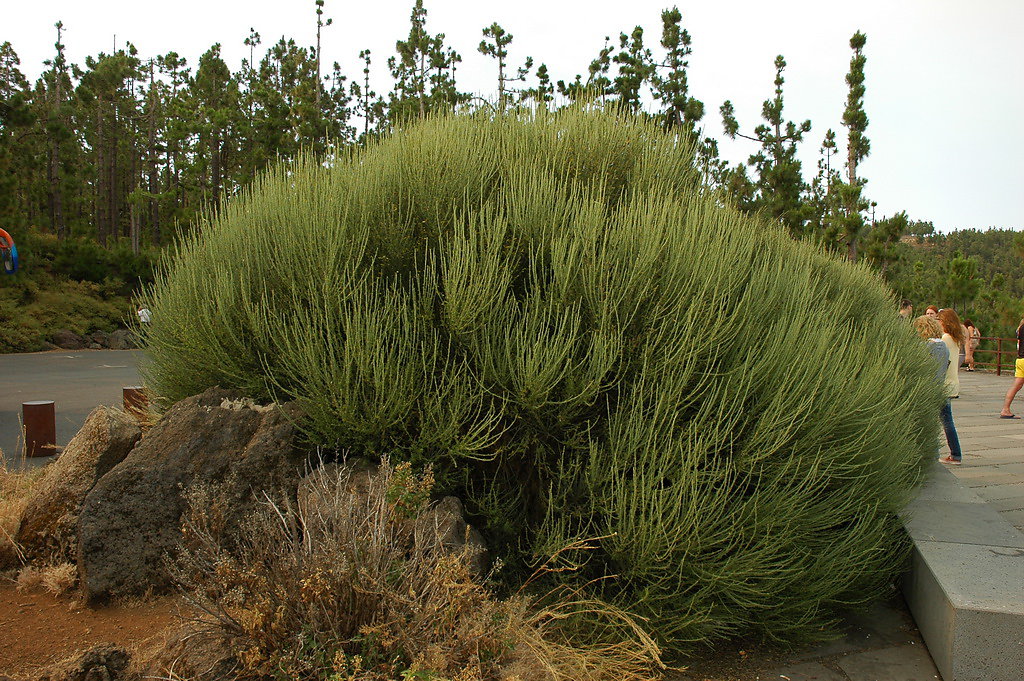 tenerife-2012-159.jpg